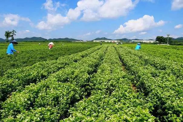 夏季水果种植项目市场需求大、经济效益高！(图1)