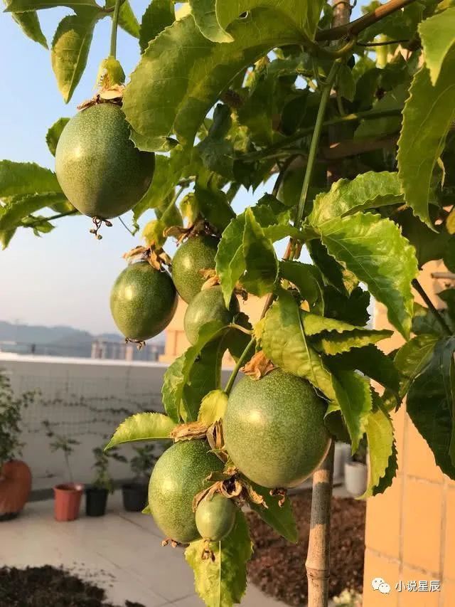 阳台也能种的水果种植很容易全年开花结果北方也能养！(图1)