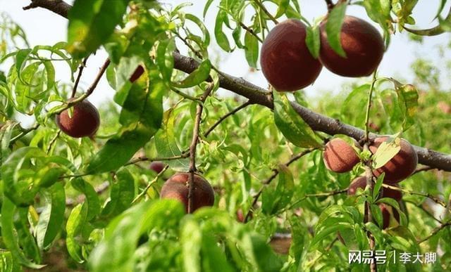 如此简单易种植的水果不要再次错过了！速来了解吧！(图3)