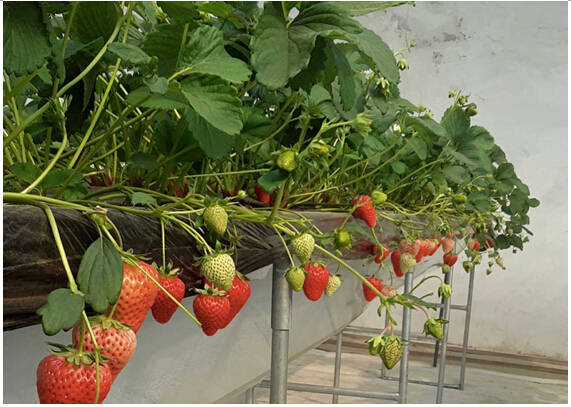 【季节水果种植】什么时候种果树最好四季水果种植方法及注意