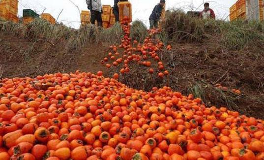 水果积压、果农眼泛泪花中国水果为何滞销？(图6)