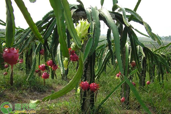 2020年适合农村种植的水果项目介绍这几种利润非常可观！(图1)