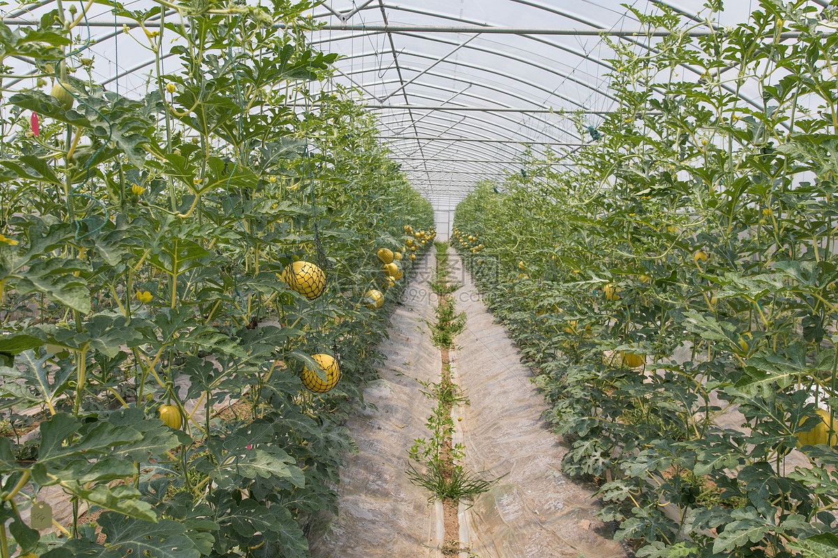 半岛彩票：种下水果收获“甜蜜”（组图）