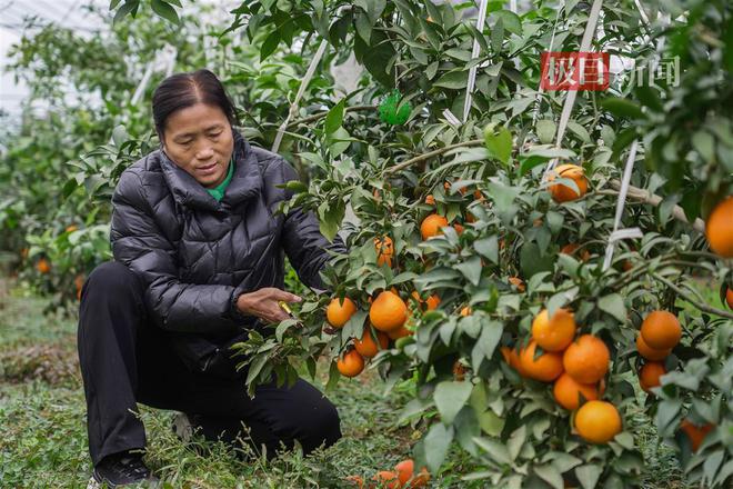 半岛彩票：天下陂商㉙丨发展生态特色水果种植“60后”女农场主荣获国家级荣誉(图4)