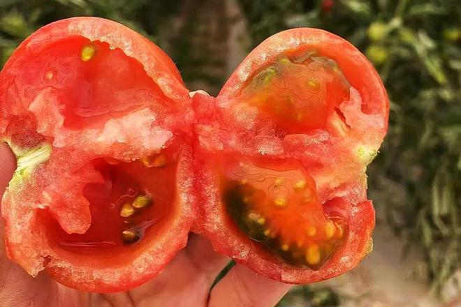 半岛彩票：大柳店村王宝增种植的水果西红柿荣获我市鲜食番茄品质大赛一等奖(图1)