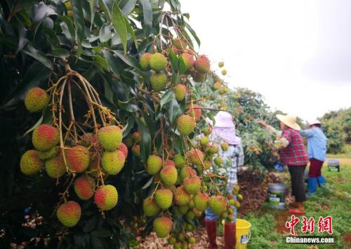 半岛彩票：荔枝贵到吃不起？“水果自由”你实现了吗？(图1)