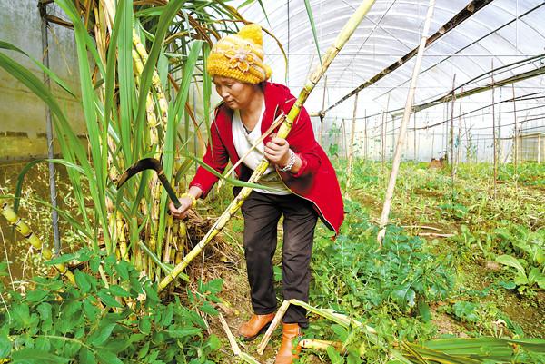 半岛彩票：我市精品水果本土化栽培效益高