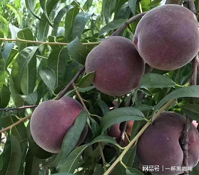 半岛彩票：家里有空地别闲着种上几棵此果树果实美味多汁前景好(图8)