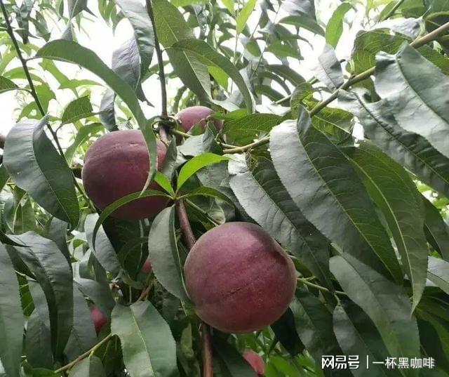 半岛彩票：家里有空地别闲着种上几棵此果树果实美味多汁前景好(图4)