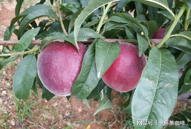 半岛彩票：家里有空地别闲着种上几棵此果树果实美味多汁前景好(图6)