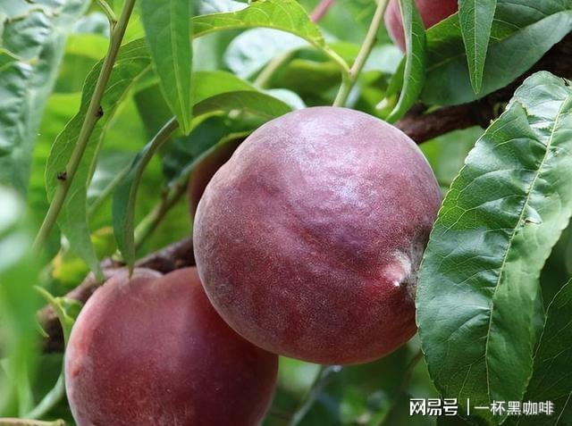 半岛彩票：家里有空地别闲着种上几棵此果树果实美味多汁前景好(图7)