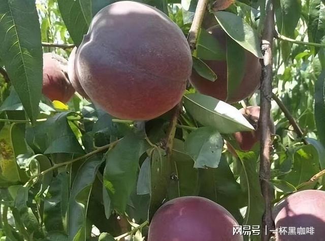 半岛彩票：家里有空地别闲着种上几棵此果树果实美味多汁前景好(图2)