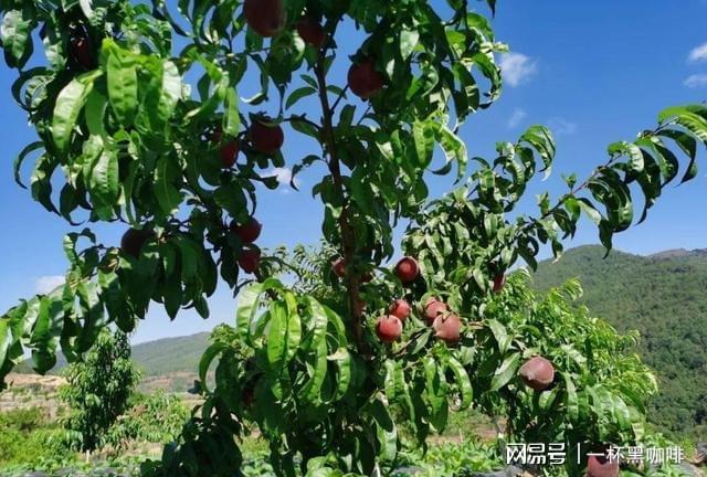 半岛彩票：家里有空地别闲着种上几棵此果树果实美味多汁前景好(图10)