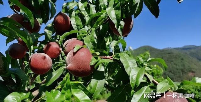 半岛彩票：家里有空地别闲着种上几棵此果树果实美味多汁前景好(图12)