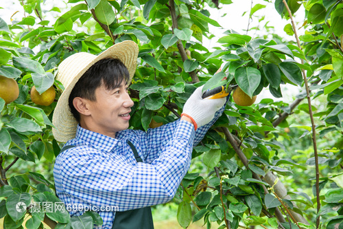 半岛彩票：八步：水果种植面积21万亩