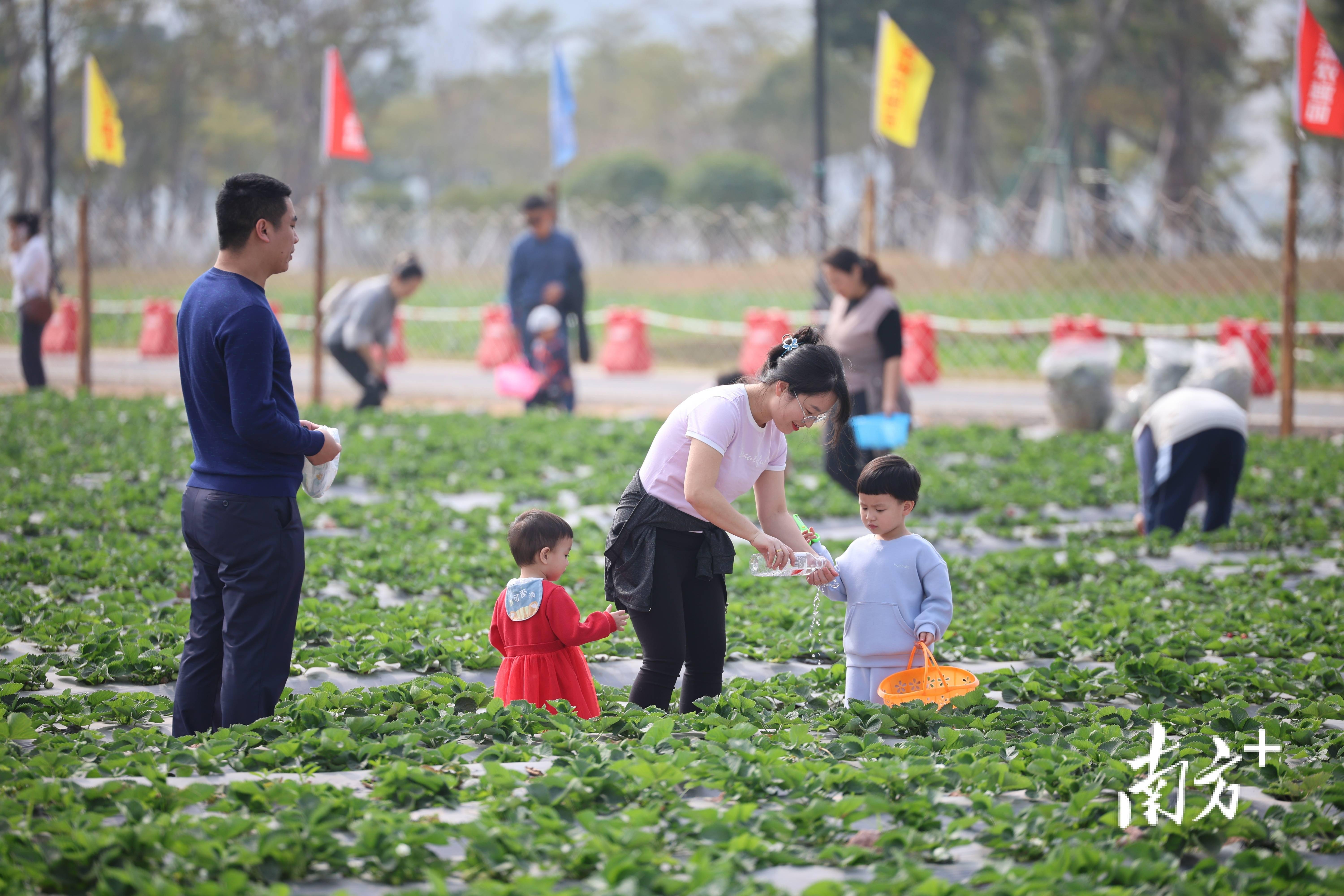 半岛彩票：太适合周末溜娃了这里的水果好吃得停不下来｜多图(图1)