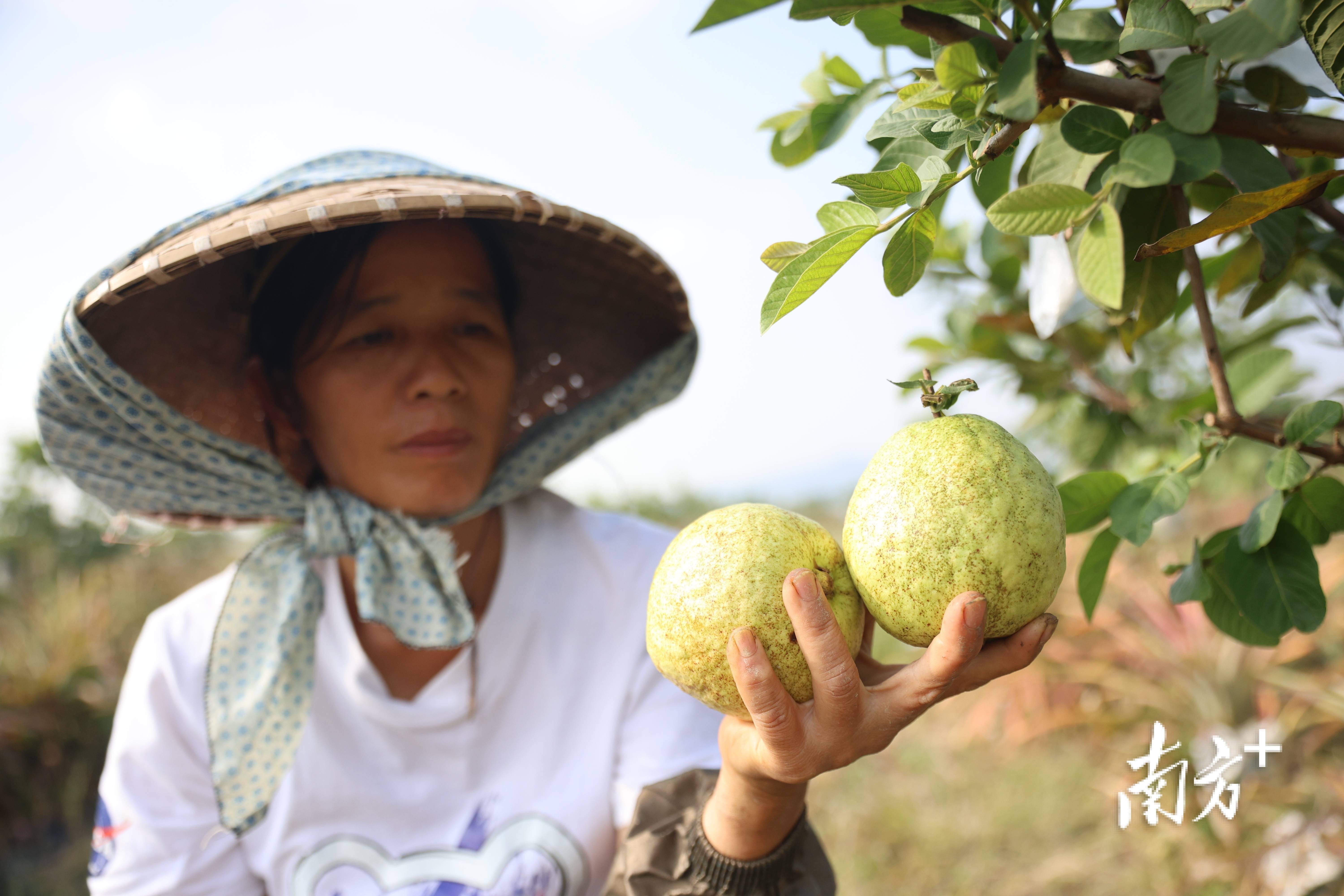 半岛彩票：太适合周末溜娃了这里的水果好吃得停不下来｜多图(图5)