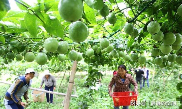 半岛彩票：百香果的种植方法与管理！甜蜜的果园生活！打造自己的百香果乐园(图5)