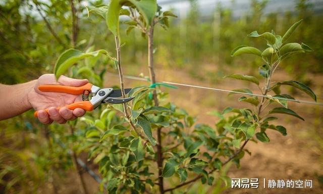 半岛彩票：百香果的种植方法与管理！甜蜜的果园生活！打造自己的百香果乐园(图4)