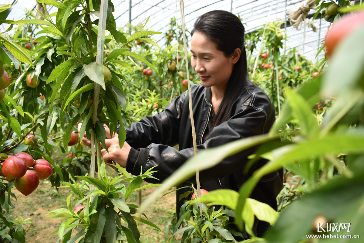 半岛彩票：思茅区：发展水果产业助推乡村振兴