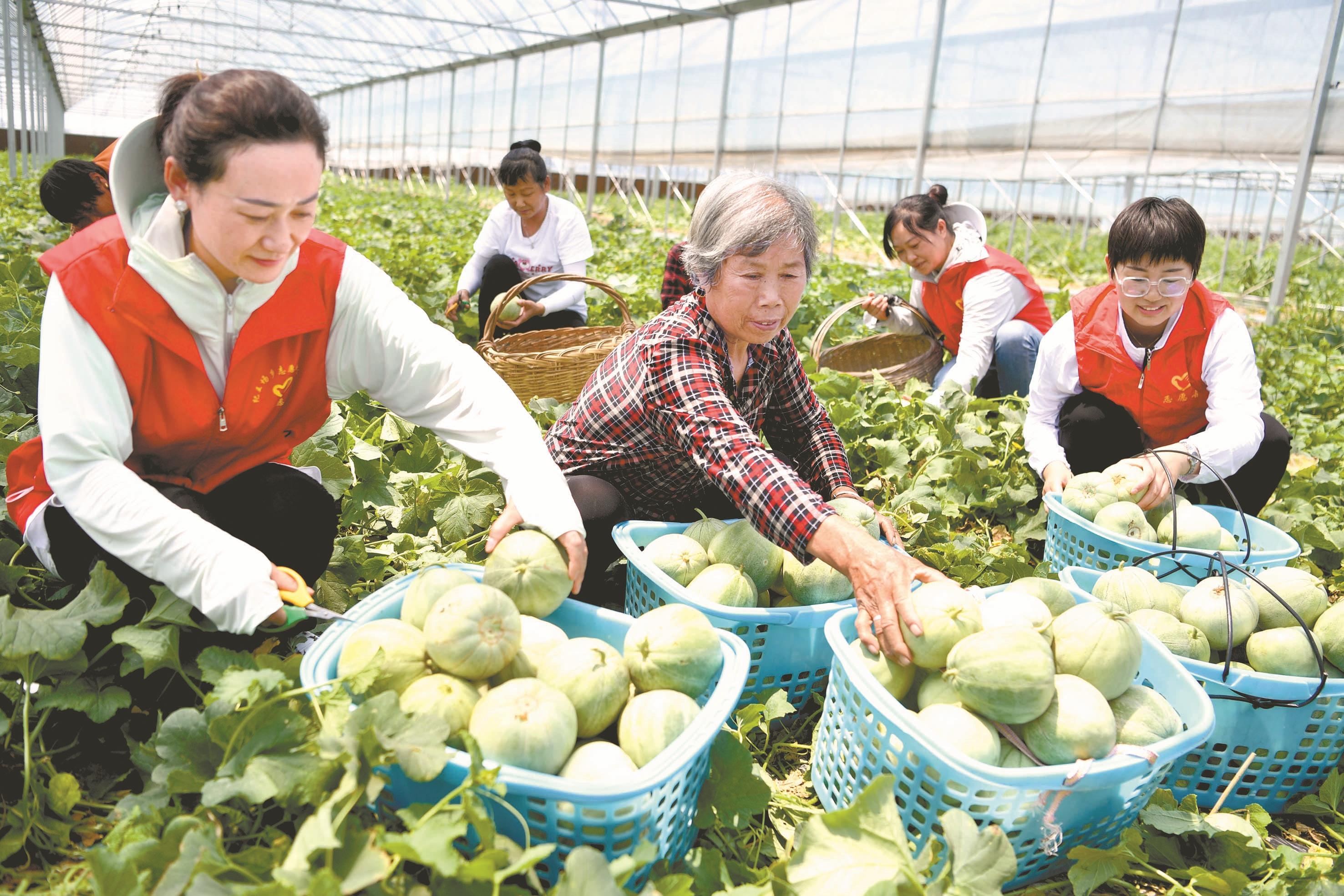 半岛彩票：贵州遵义红花岗：乐享“莓”好时光