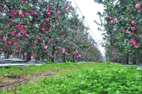 半岛彩票：全省水果种植面积、年产量均跻身全国前十 河南果蔬产业版图如何扩张？(图1)