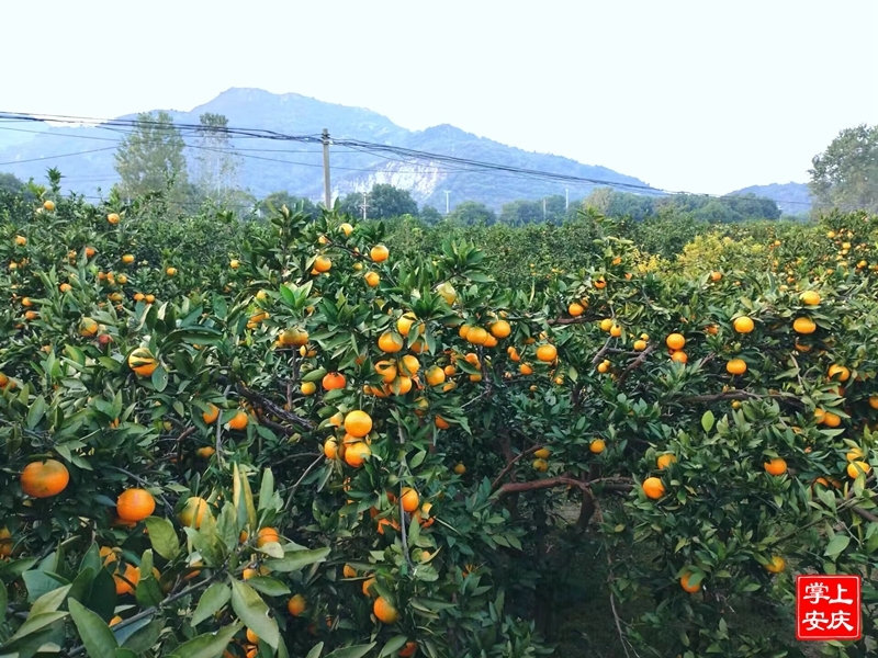 半岛彩票：多措并举做强水果产业助力乡村振兴