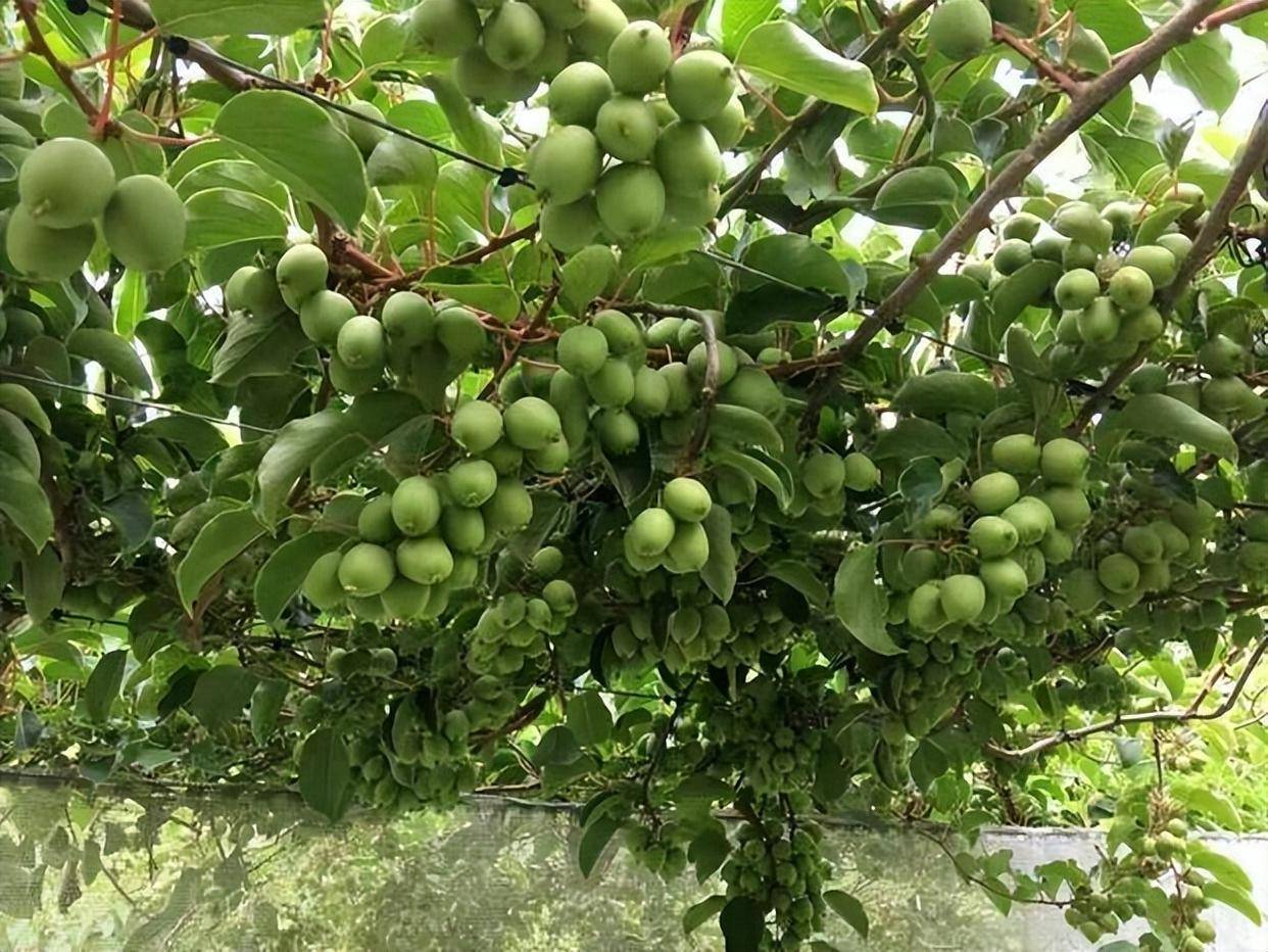 半岛彩票：这种新型水果耐寒耐旱在市场上前景不错新手也可以种植(图5)