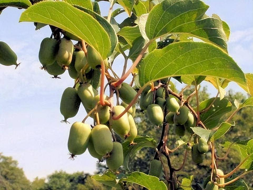 半岛彩票：这种新型水果耐寒耐旱在市场上前景不错新手也可以种植(图4)