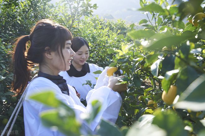 半岛彩票：水果行情低迷别傻了种果哪来的“降本增效”的捷径(图3)