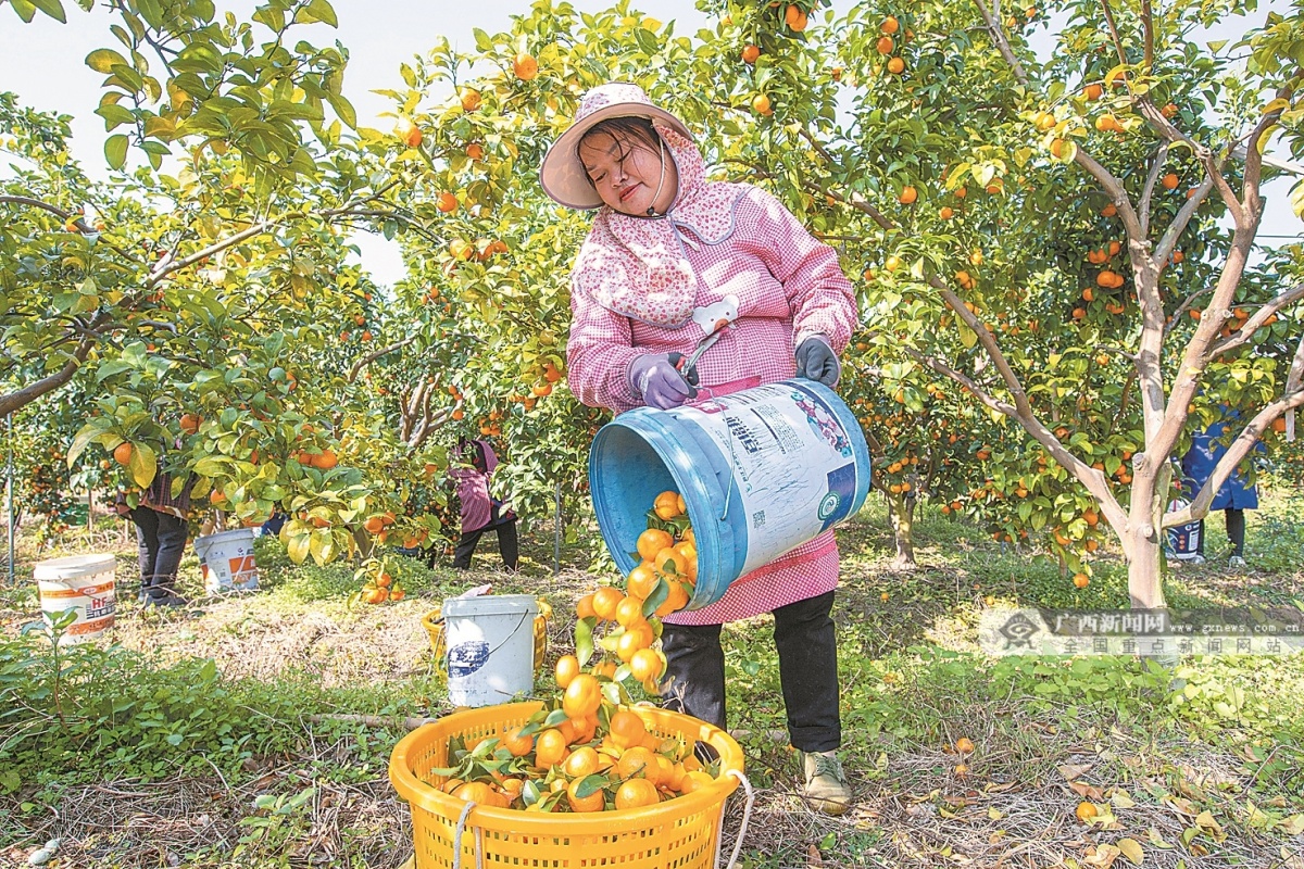 半岛彩票：火出圈中国“果盘子”里的广西故事(图3)