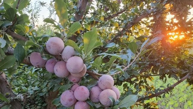 半岛彩票：当年一果难求如今跌落神坛3种水果大降价反而无人问津咋了(图5)