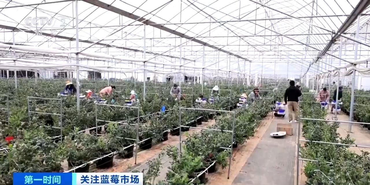 半岛彩票：订单增长超1600%！水果“销冠”是它？(图9)