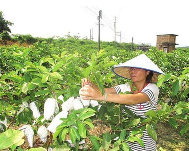 半岛彩票：国外的“废材水果”曾经在国内风靡一时如今却成这样(图2)