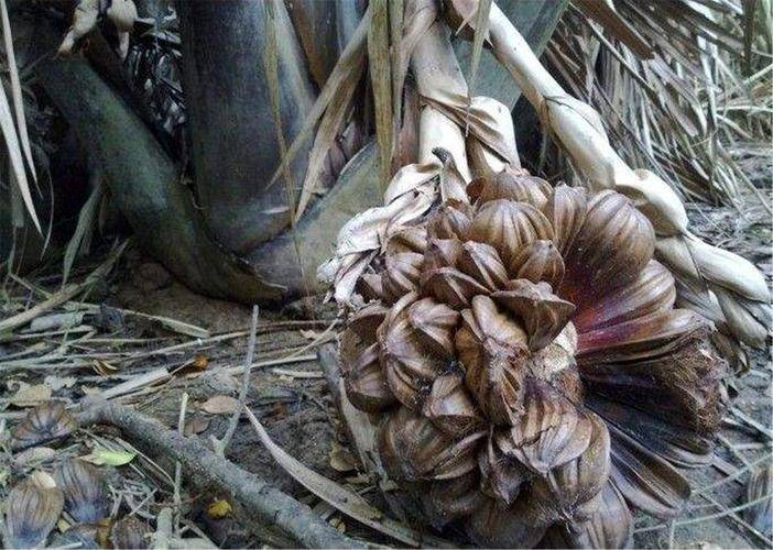 半岛彩票：这种水果在中国无人光顾每次假期都被外国人买到断货太意外！(图4)