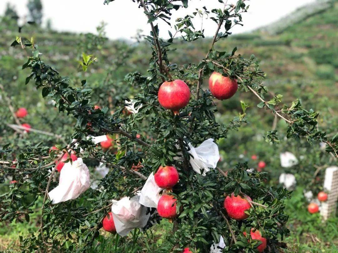 半岛彩票：水果行业的内幕深到离谱。(图28)