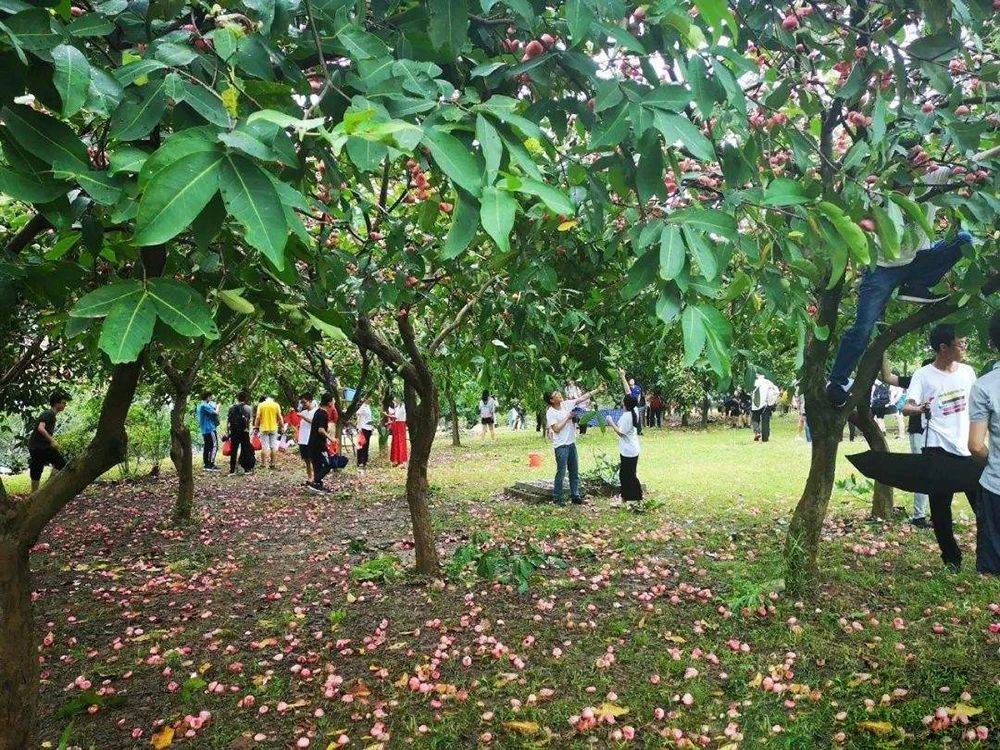 半岛彩票：南方这水果一年能结果4次常掉一地没人吃在北方却很贵15元斤(图2)