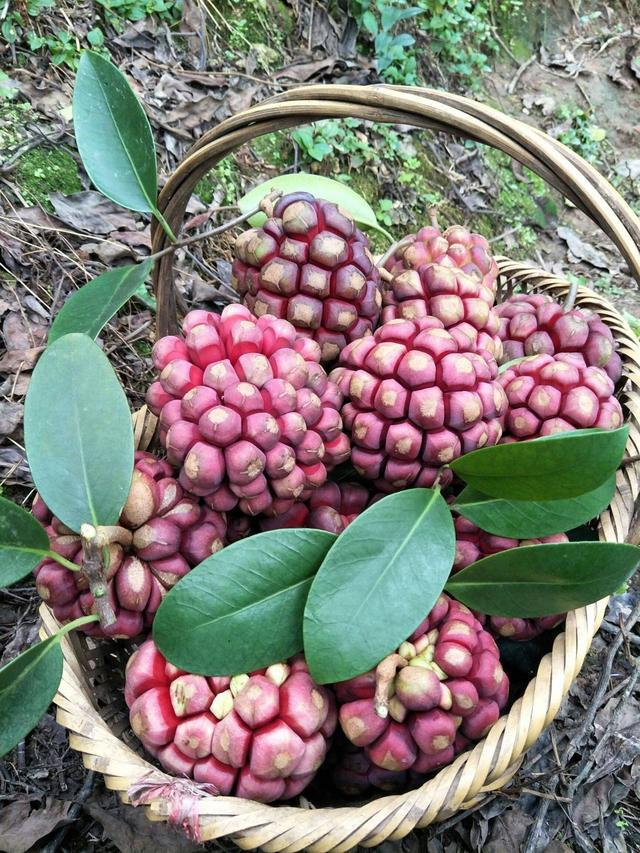 半岛彩票：这种野生水果经过专家研究种植在家中空地也是不错的选择(图4)