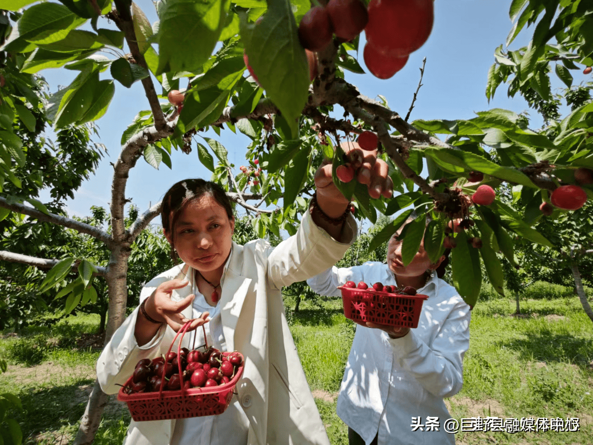 半岛彩票：菏泽：瓜果飘香绘就“甜蜜”发展新蓝图(图2)