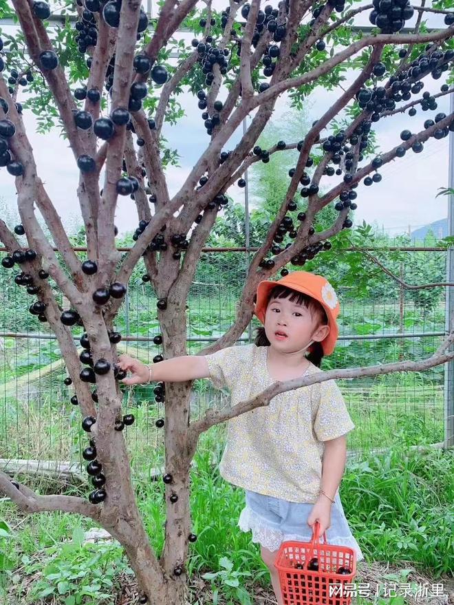 半岛彩票：杭州市富阳区农民成功种植热带水果嘉宝果(图2)